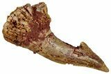 Fossil Sawfish (Onchopristis) Rostral Barb - Morocco #351673-1